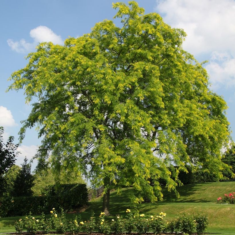 Gleditsia triacanthos Shademaster - Févier d'Amérique (Port)