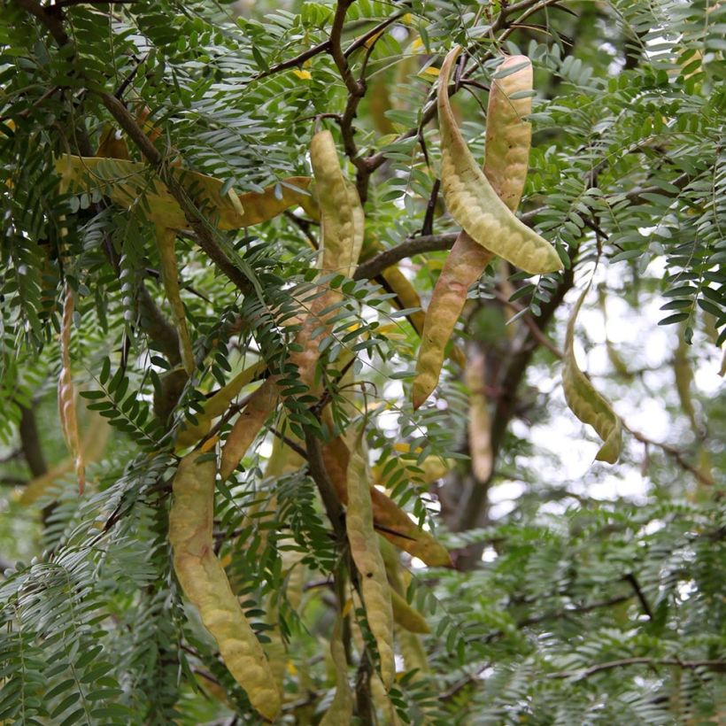 Gleditsia triacanthos Skyline - Févier d'Amérique (Récolte)