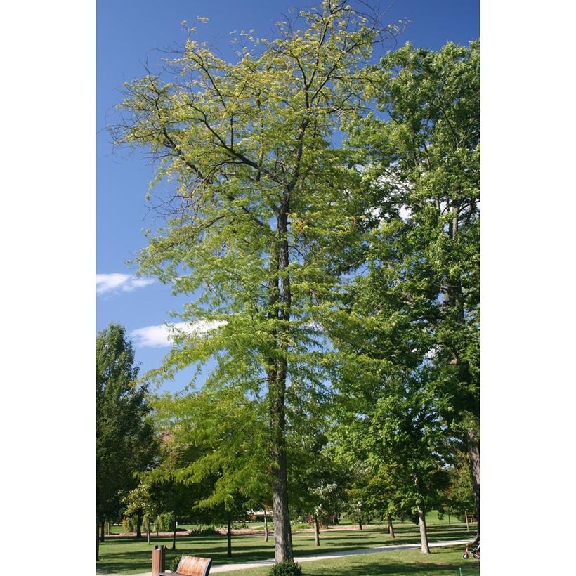 Gleditsia triacanthos Skyline - Févier d'Amérique (Port)