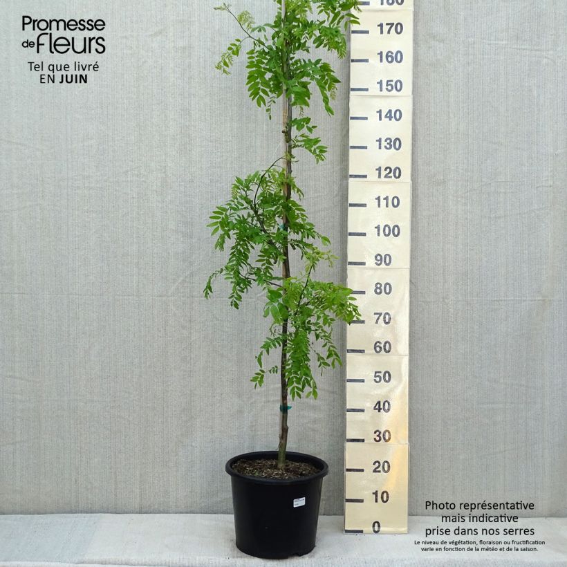 Spécimen de Gleditsia triacanthos Skyline - Févier d'Amérique Pot de 15L tel que livré au printemps