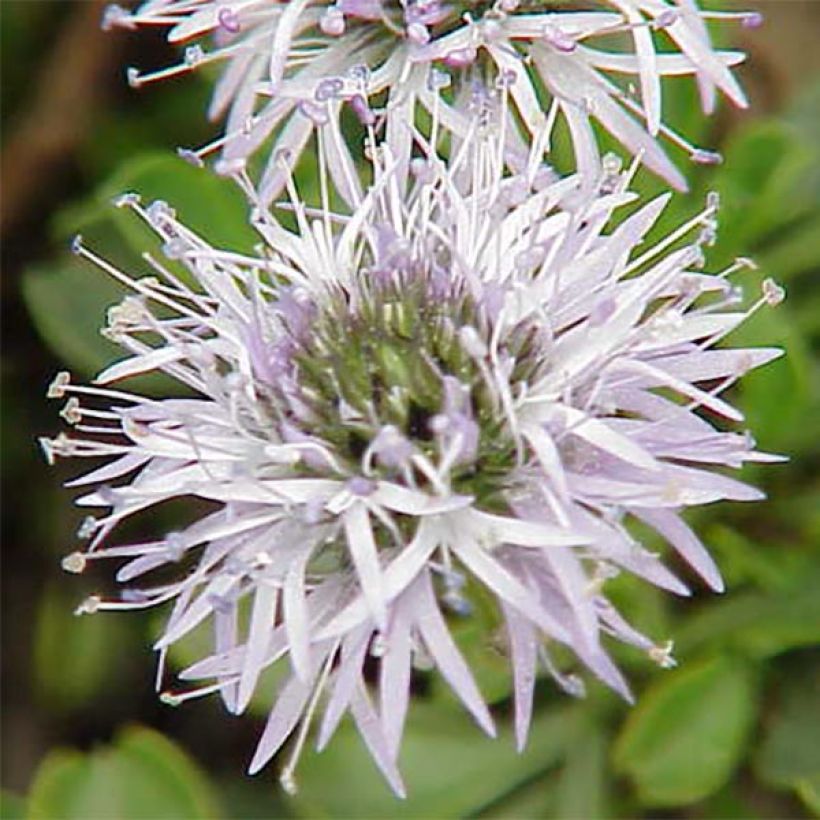 Globularia cordifolia (Floraison)