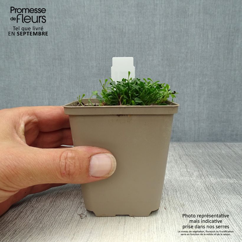 Spécimen de Globularia cordifolia Godet de 8/9 cm tel que livré en automne