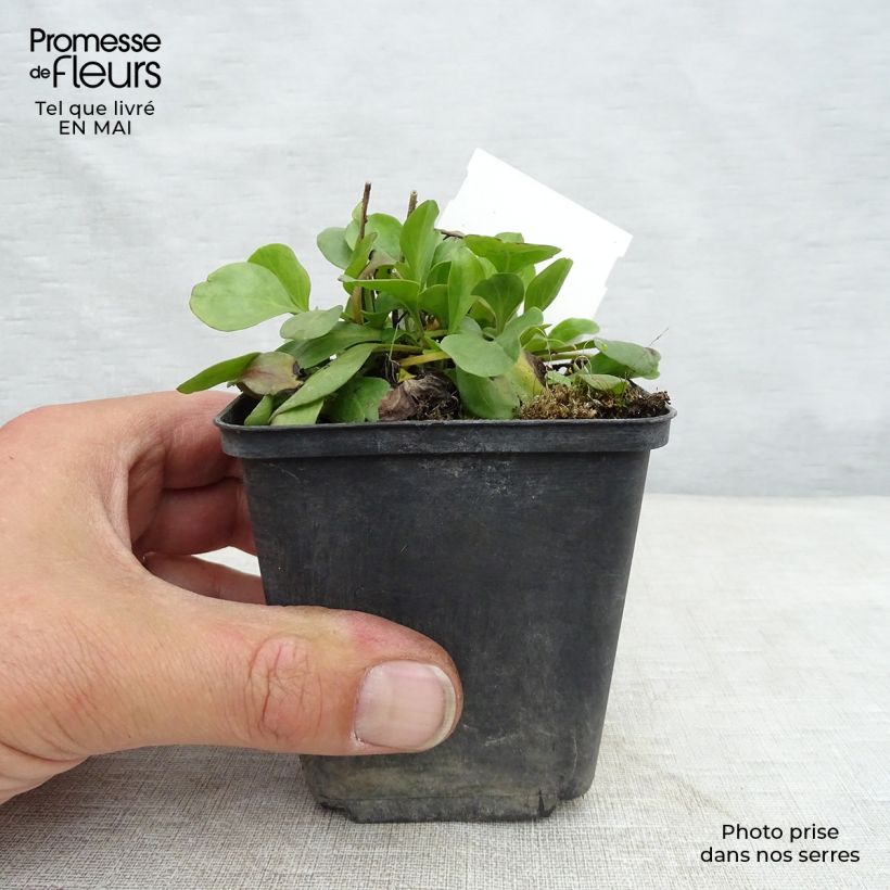 Spécimen de Globularia punctata - Globulaire commune Godet de 9cm tel que livré au printemps