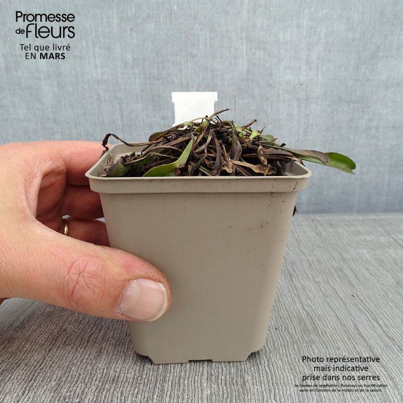 Spécimen de Globularia trichosantha - Globulaire tel que livré en hiver