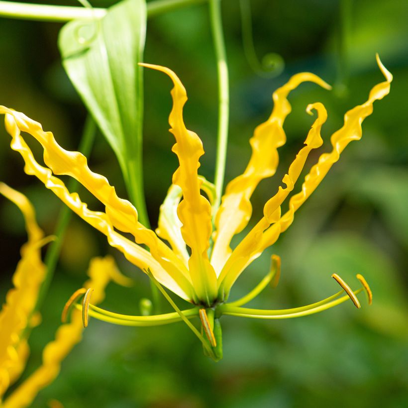 Gloriosa lutea - Lis glorieux jaune (Floraison)