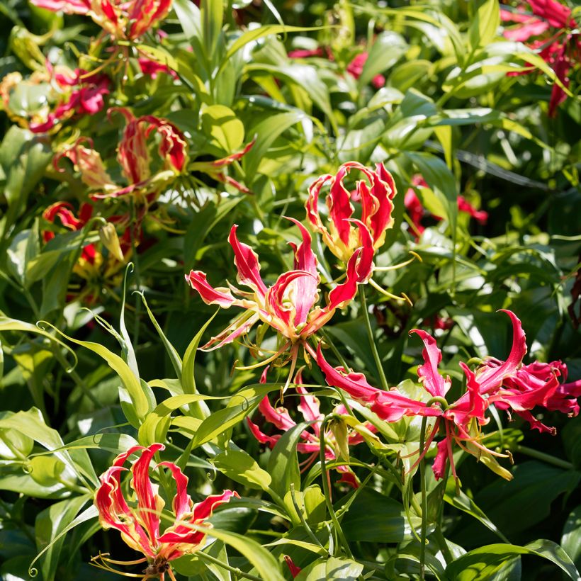 Gloriosa rothschildiana - Lis glorieux    (Port)