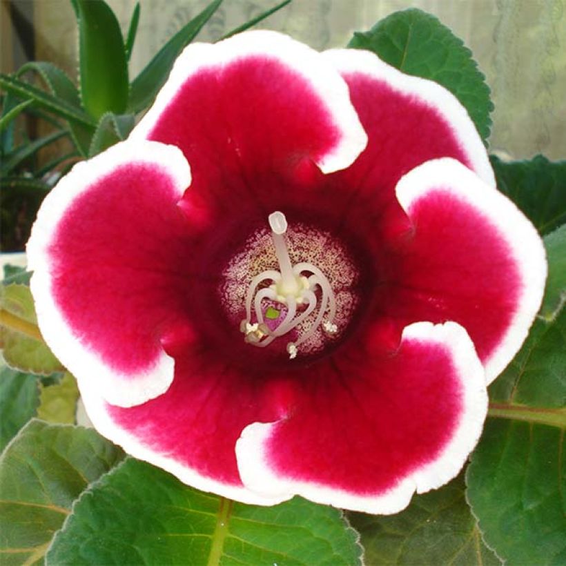 Gloxinia Kaiser Friedrich (Floraison)