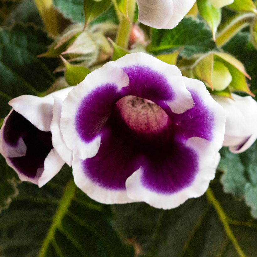 Gloxinia Kaiser Wilhelm   (Floraison)