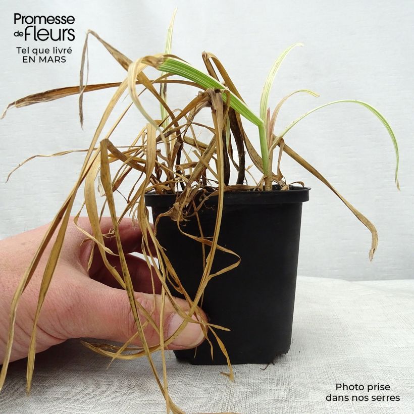 Spécimen de Glyceria maxima Variegata - Glycerie panachée Godet de 9cm tel que livré au printemps