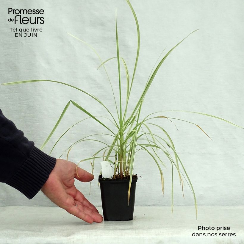 Spécimen de Glyceria maxima Variegata - Glycerie panachée Godet de 8/9 cm tel que livré en été