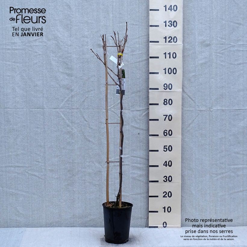 Spécimen de Glycine Grande Diva Cecilia - Wisteria (x) venusta  Pot de 4L/5L tel que livré en hiver