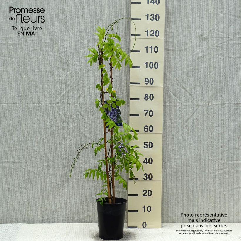 Spécimen de Glycine Grande Diva Cecilia - Wisteria (x) venusta en pot de 4L tel que livré au printemps