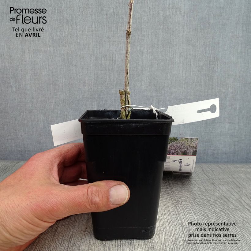 Spécimen de Glycine Grande Diva Maria - Wisteria (x) venusta Pot de 1L/1,5L tel que livré au printemps