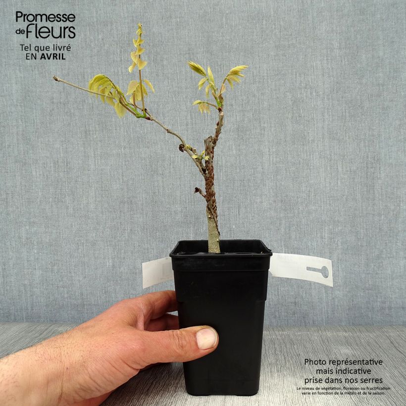 Spécimen de Glycine Grande Diva Nathalie - Wisteria (x) venusta Pot de 1L/1,5L tel que livré au printemps