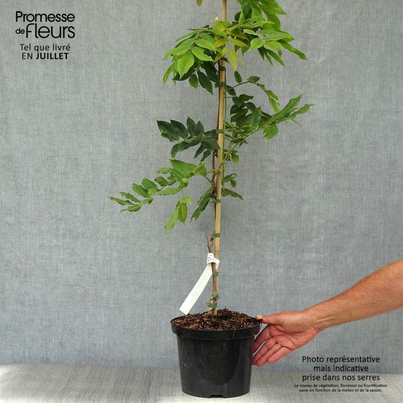 Spécimen de Glycine - Wisteria brachybotrys White Silk Pot de 4L/5L tel que livré en été