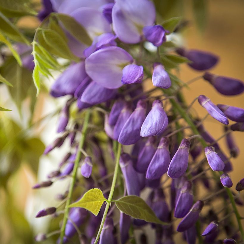 Glycine - Wisteria brachybotrys Yokohama Fuji (Floraison)