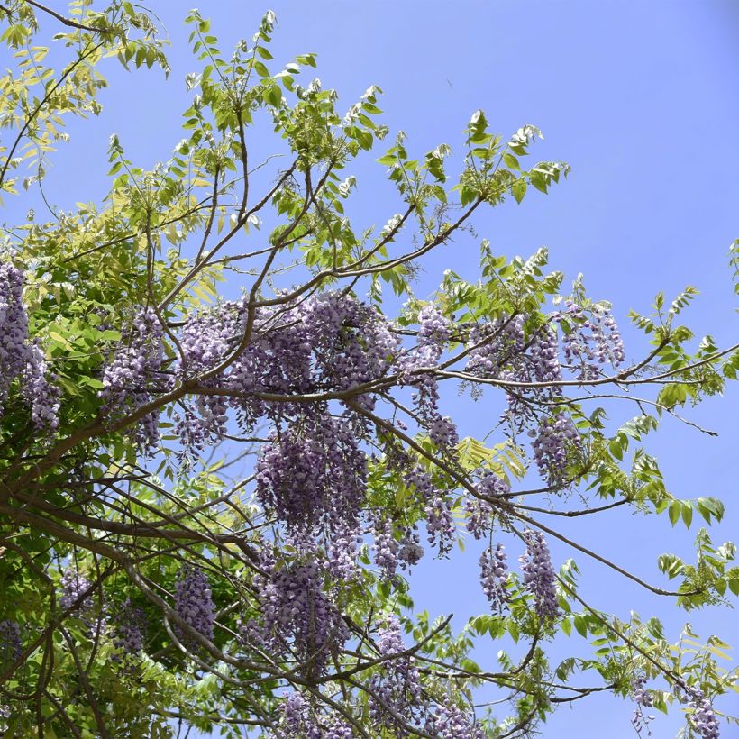 Glycine - Wisteria brachybotrys Yokohama Fuji (Port)