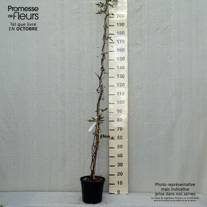 Spécimen de Glycine - Wisteria brachybotrys Yokohama Fuji Pot de 7,5L/10L tel que livré en automne