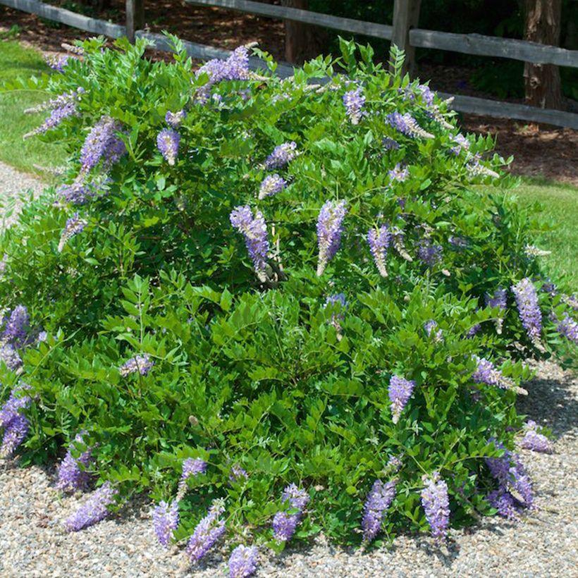 Glycine du Kentucky - Wisteria macrostachya Aunt Dee (Port)