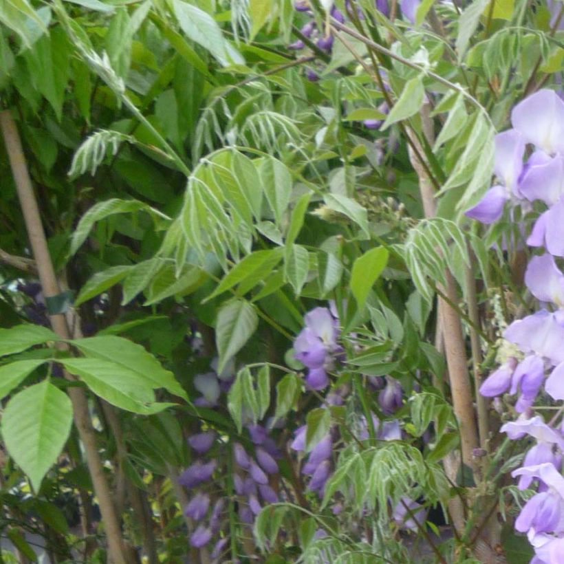 Glycine de Chine Caroline - Wisteria sinensis (Feuillage)