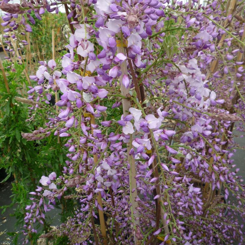 Glycine de Chine Caroline - Wisteria sinensis (Floraison)