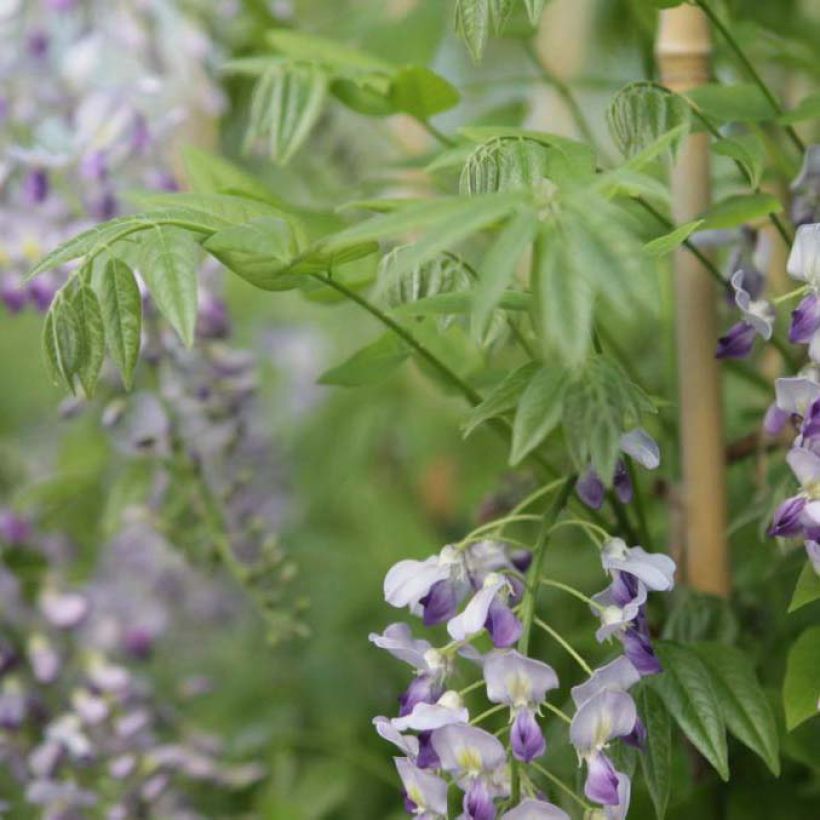 Glycine de Chine - Wisteria sinensis Prolific (Feuillage)