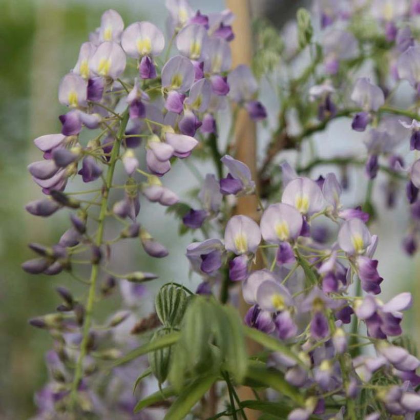 Glycine de Chine - Wisteria sinensis Prolific (Floraison)