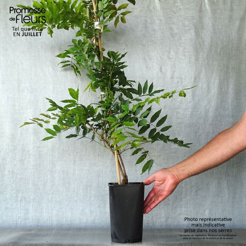Spécimen de Glycine de Chine - Wisteria sinensis Alba Pot de 2L/3L, Plant greffé de + de 18 mois tel que livré en été
