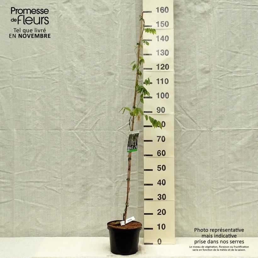 Spécimen de Glycine de Chine - Wisteria sinensis Alba Pot de 3L/4L tel que livré en automne