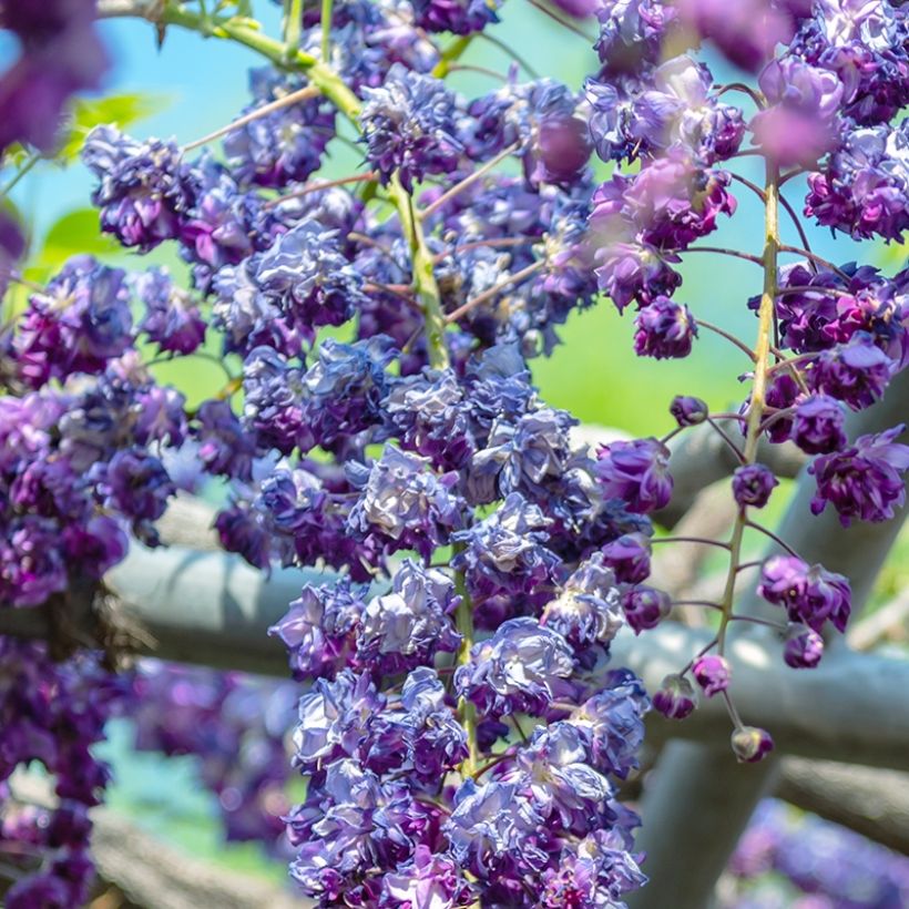 Glycine de Chine - Wisteria sinensis Flore Pleno (Floraison)