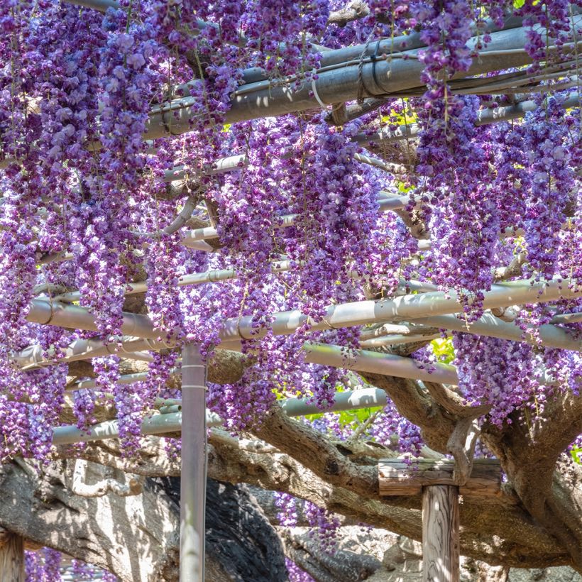 Glycine de Chine - Wisteria sinensis Flore Pleno (Port)