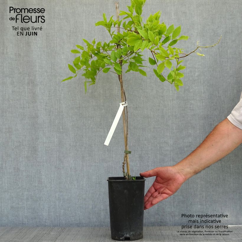 Spécimen de Glycine de Chine - Wisteria sinensis Pot de 2L/3L tel que livré au printemps