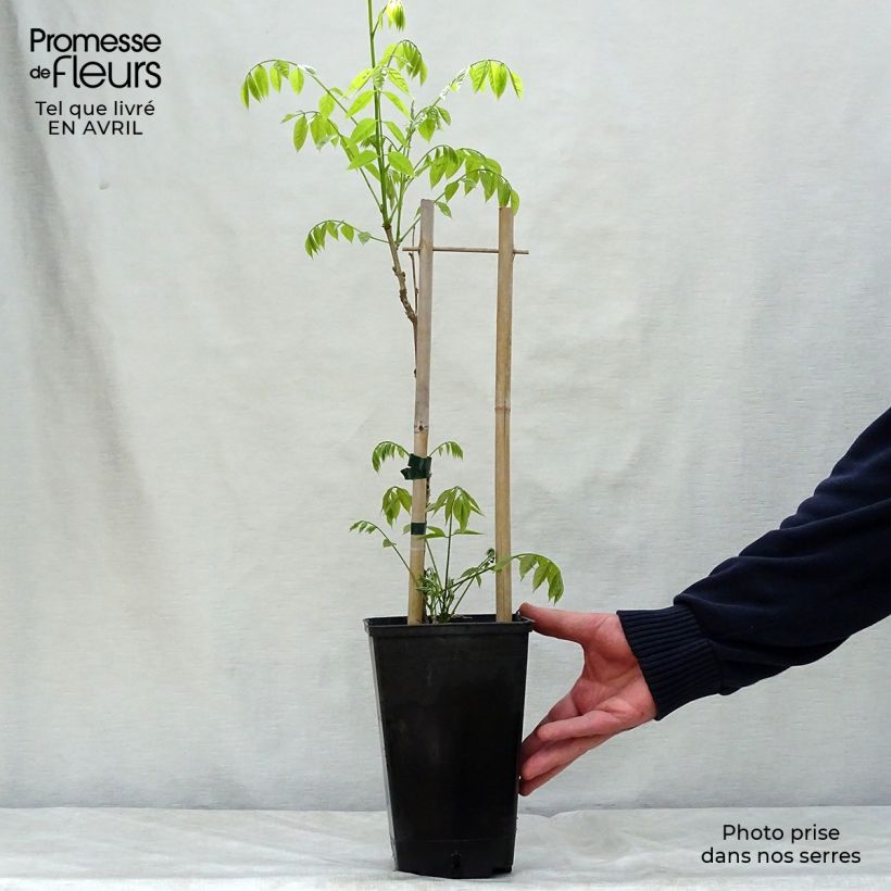 Spécimen de Glycine de Chine - Wisteria sinensis Prolific en Pot de 1,5L/2L tel que livré au printemps
