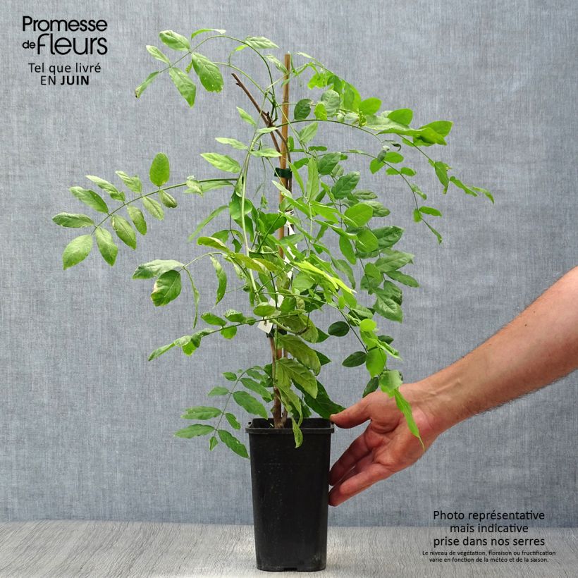 Spécimen de Glycine de Chine - Wisteria sinensis Prolific Pot de 1,5L/2L tel que livré en été