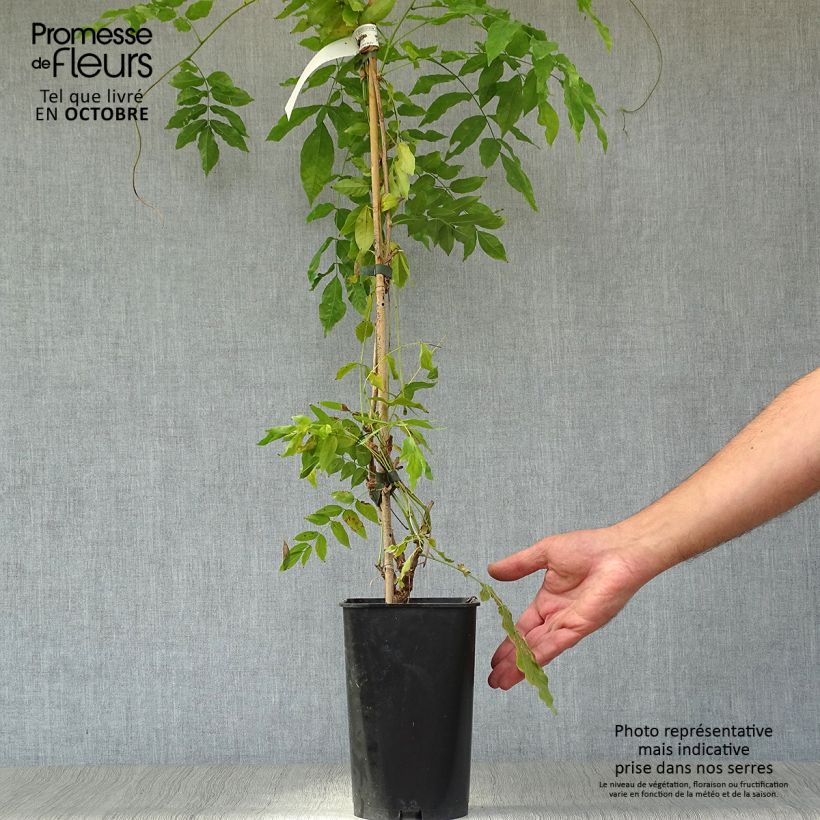 Spécimen de Glycine d'été - Millettia japonica Satsuma Pot de 2L/3L, Plant greffé de + de 18 mois tel que livré en automne