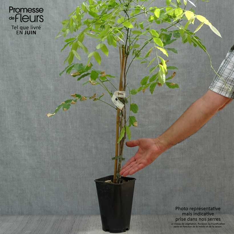 Spécimen de Glycine d'été - Millettia japonica Satsuma Pot de 2L/3L, Plant greffé de + de 18 mois tel que livré en été