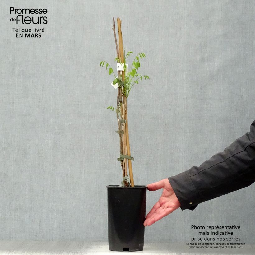 Spécimen de Glycine d'été - Millettia japonica Satsuma Pot de 2L/3L tel que livré au printemps