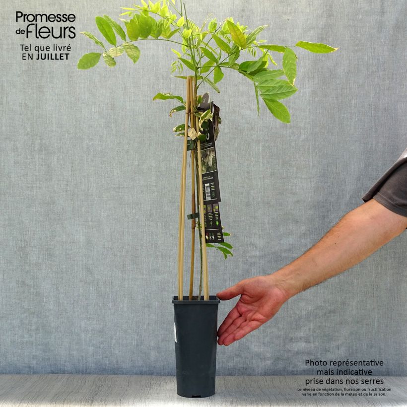 Spécimen de Glycine du Japon - Wisteria floribunda Alba Pot de 2L/3L, Plant greffé de + de 18 mois tel que livré en été