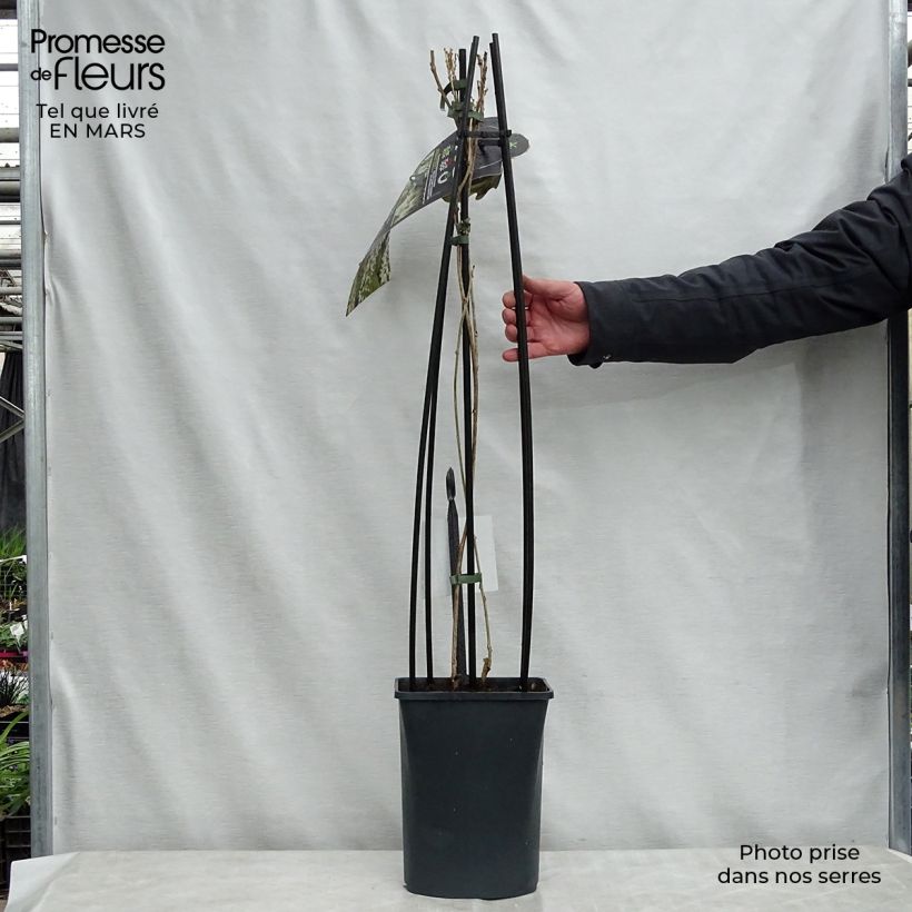 Spécimen de Glycine du Japon - Wisteria floribunda Alba en pot de 3L/4L tel que livré au printemps