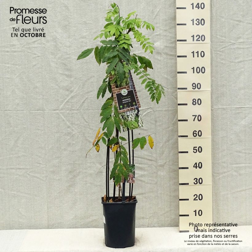 Spécimen de Glycine du Japon - Wisteria floribunda Alba Pot de 3L/4L tel que livré en automne