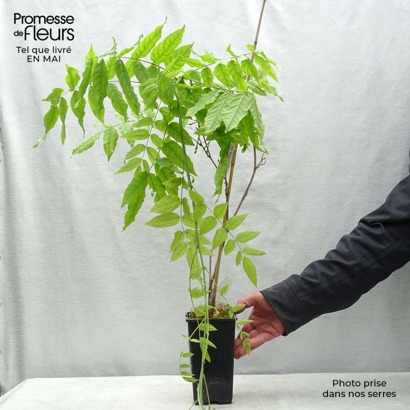 Spécimen de Glycine du Japon - Wisteria floribunda Domino ou Issai en pot de 1.5L/2L tel que livré au printemps