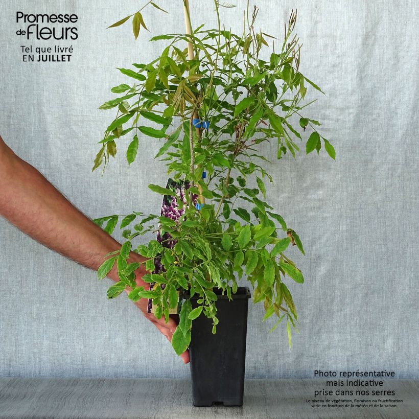 Spécimen de Glycine du Japon - Wisteria floribunda Domino ou Issai Pot de 1,5L/2L tel que livré en été