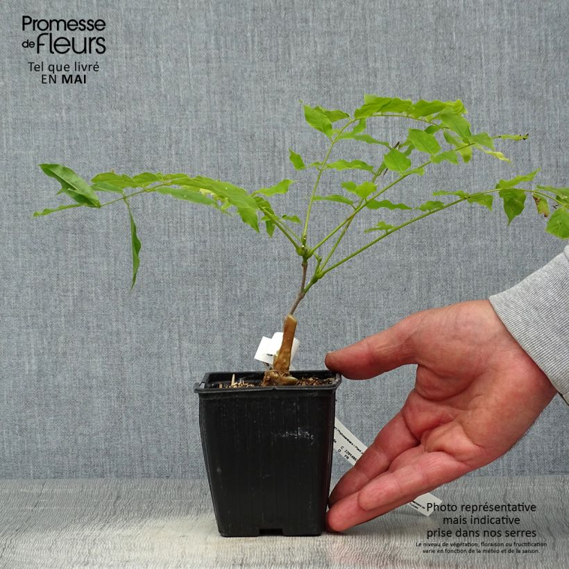 Spécimen de Glycine du Japon - Wisteria floribunda Macrobotrys en godet de 9cm tel que livré au printemps