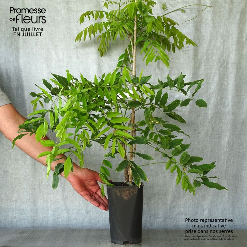 Spécimen de Glycine du Japon - Wisteria floribunda Macrobotrys Pot de 2L/3L, Plant greffé de + de 18 mois tel que livré en été