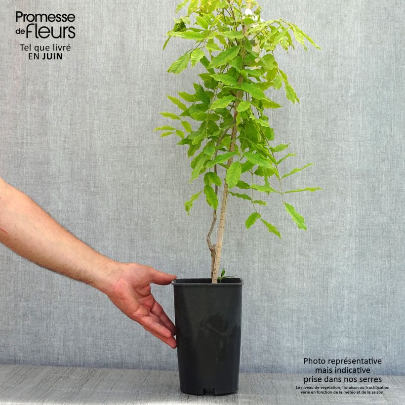 Spécimen de Glycine du Japon - Wisteria floribunda Macrobotrys en pot de 2/3L tel que livré au printemps