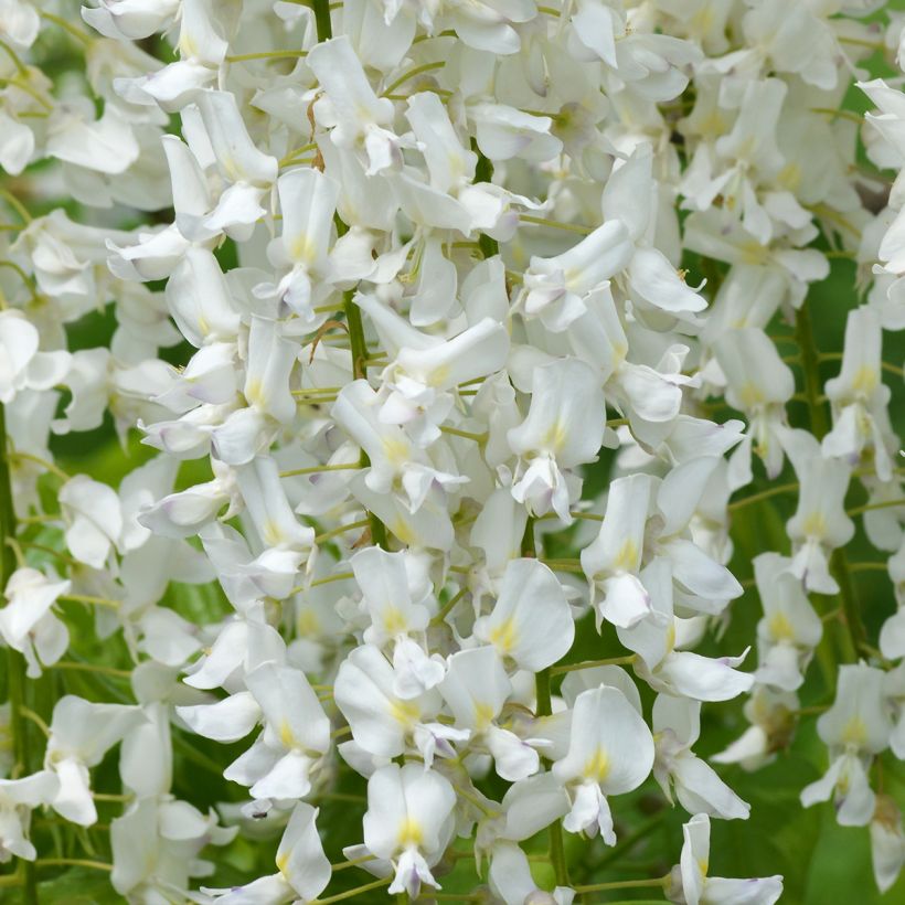 Glycine du Japon - Wisteria floribunda Shiro-noda (Floraison)