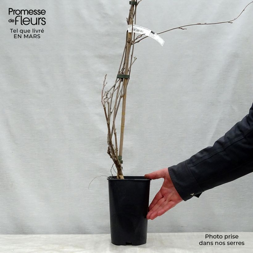 Spécimen de Glycine du Japon - Wisteria floribunda Violacea Plena (Black Dragon) en pot de 2/3L tel que livré au printemps