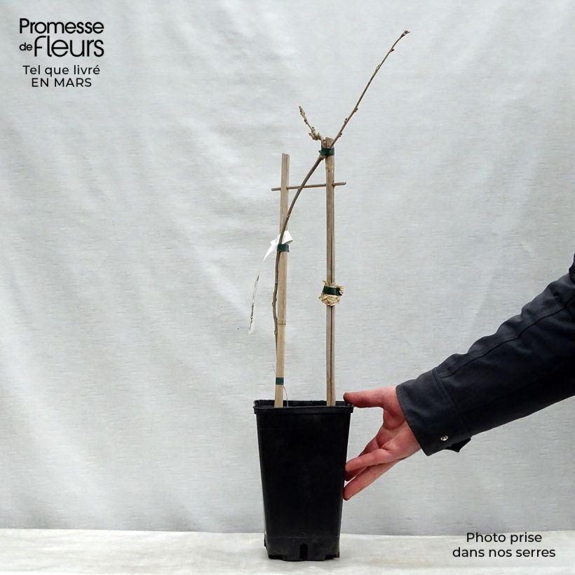 Spécimen de Glycine du Japon - Wisteria floribunda en pot de 3/4L tel que livré au printemps