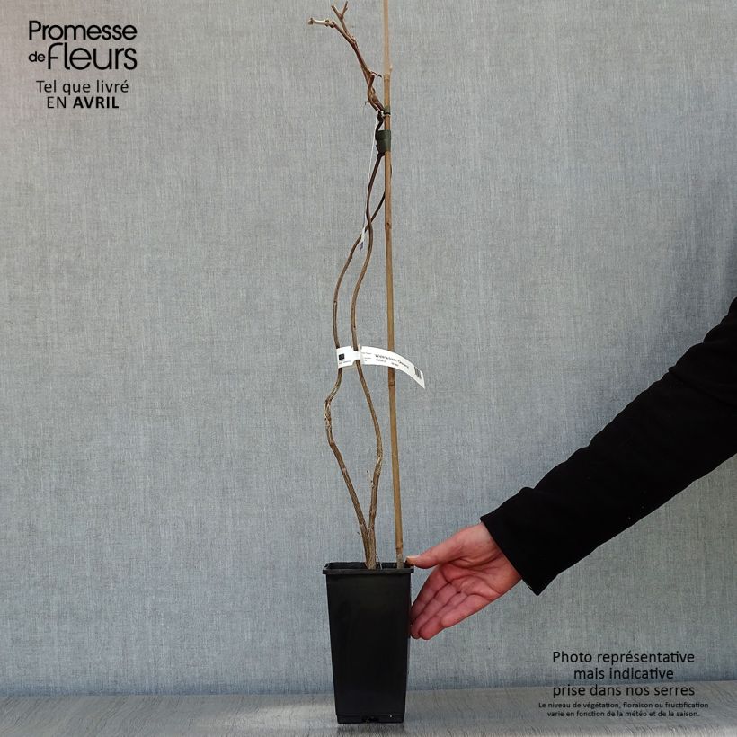 Spécimen de Glycine gracieuse - Wisteria venusta (brachybotrys) Okayama Pot de 2L/3L, Plant greffé de + de 18 moisHauteur livrée env. 60cm tel que livré au printemps