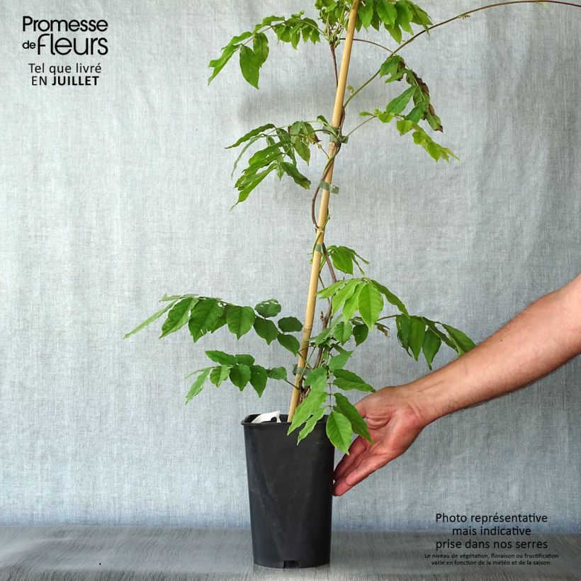 Spécimen de Glycine du Japon - Wisteria venusta Pot de 2L/3L, Plant greffé de + de 18 mois tel que livré en été